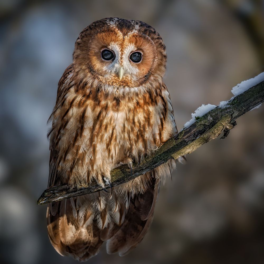 Бездонные глаза