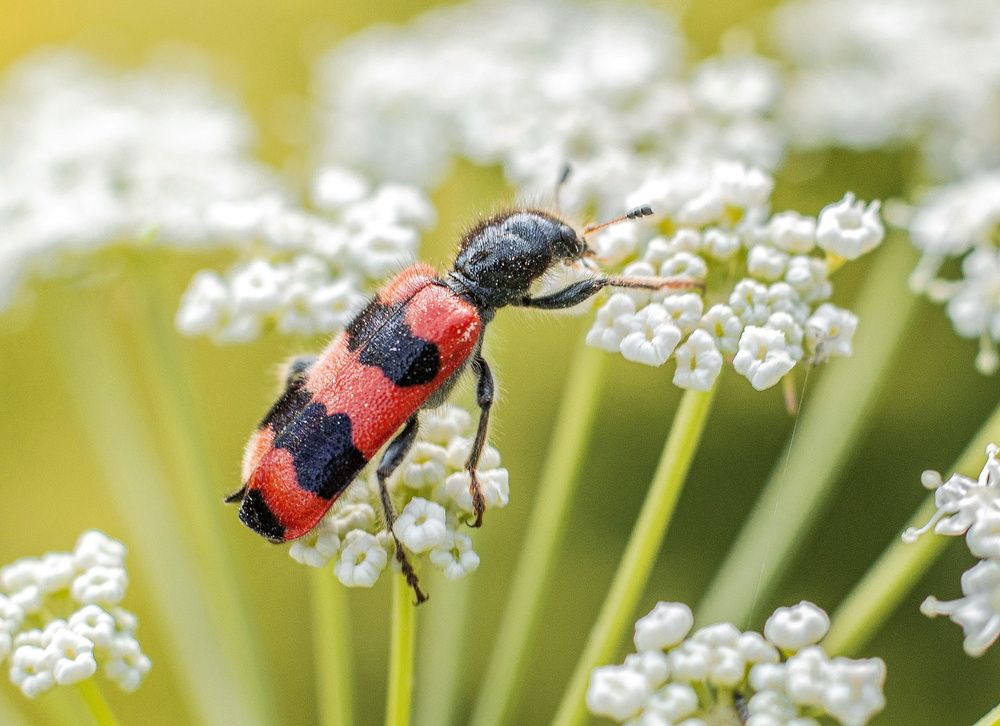 Photograph by Алексей Сиваков