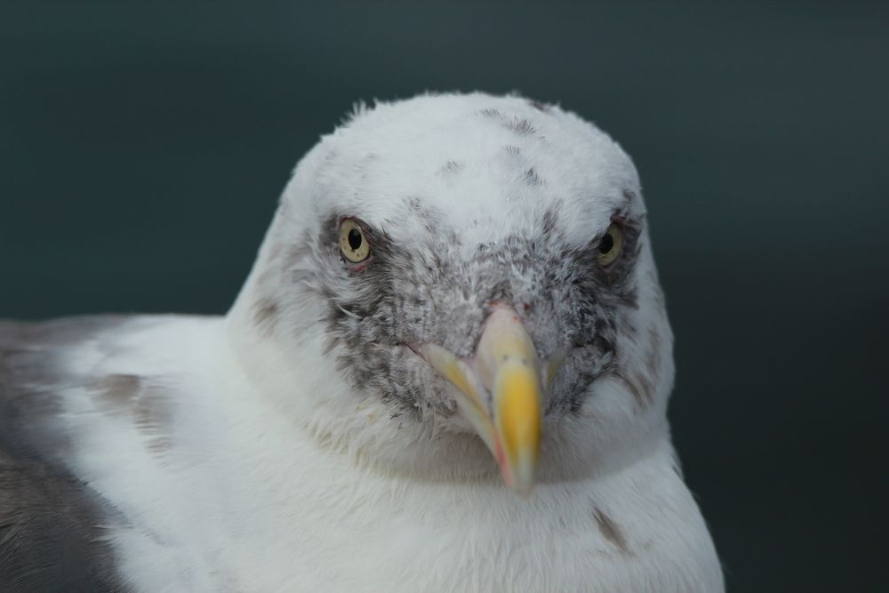 Photograph by Андрей Головин