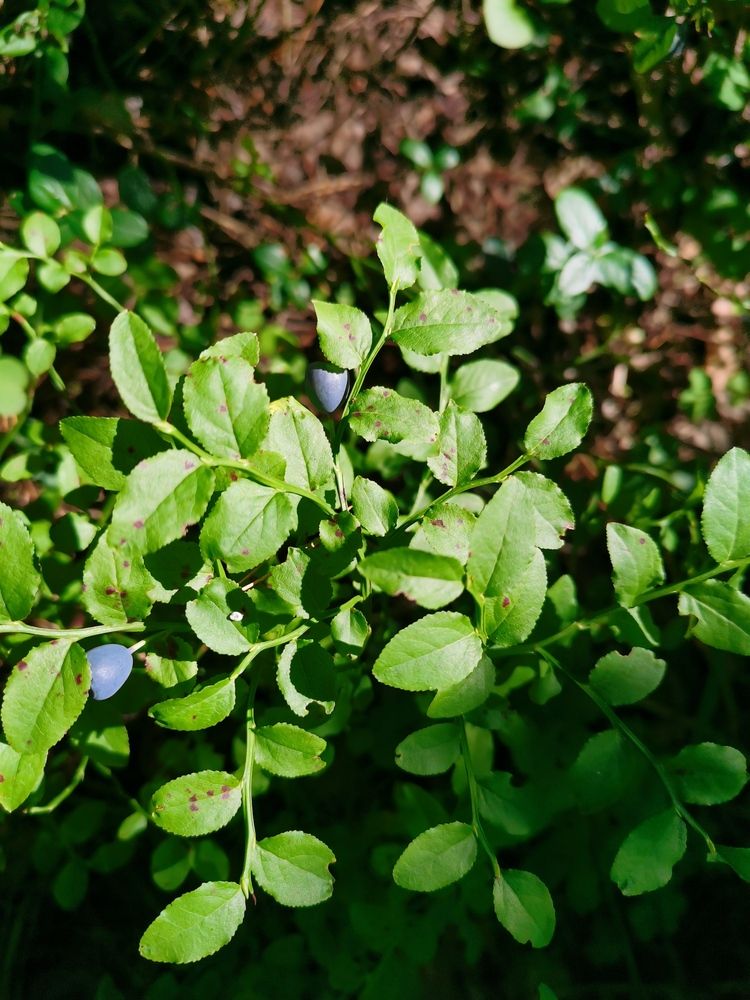 Photograph by Калинина Анастасия