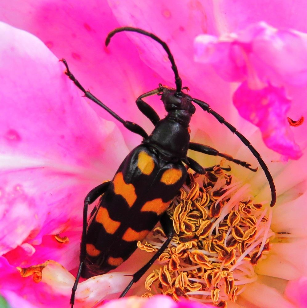 Усач в цветке