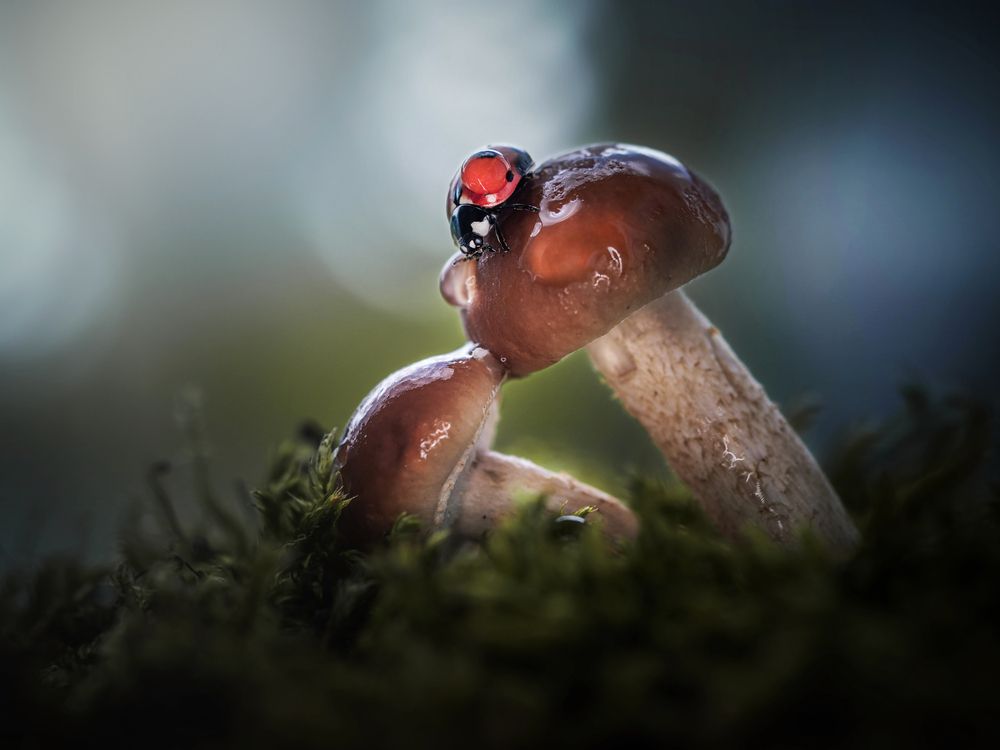 Photograph by Lapshina Vladlena