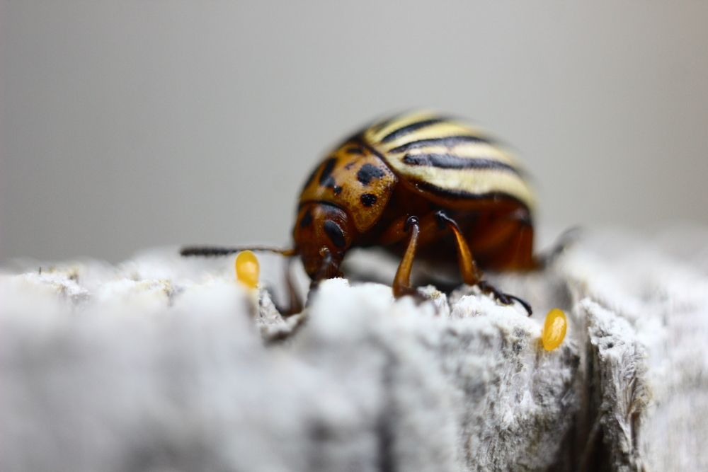 Продолжение рода / procreation