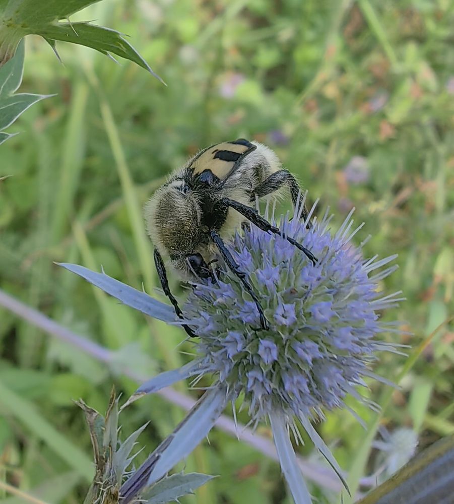 Фотография автора Maiya Bulatova