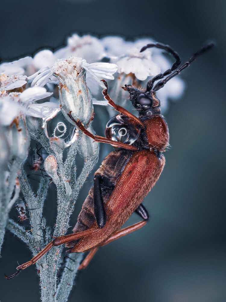 Photograph by Lapshina Vladlena