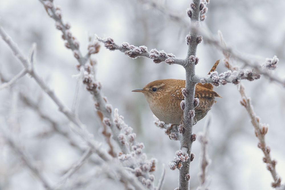 Photograph by Романова Екатерина