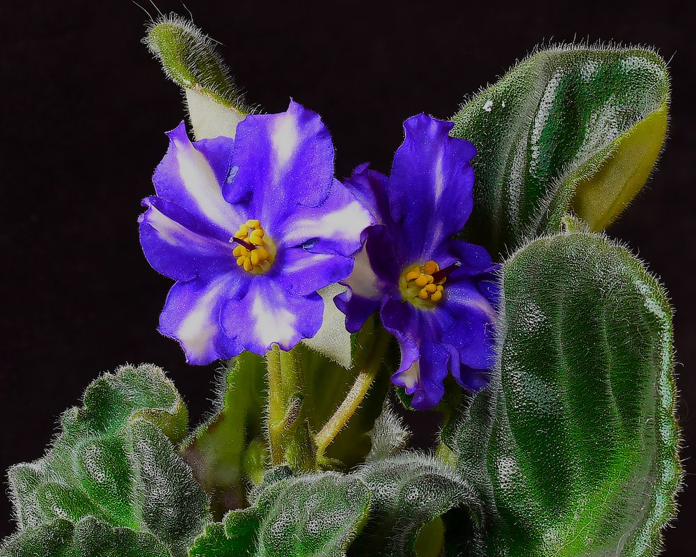 Photograph by Николай Абакумов