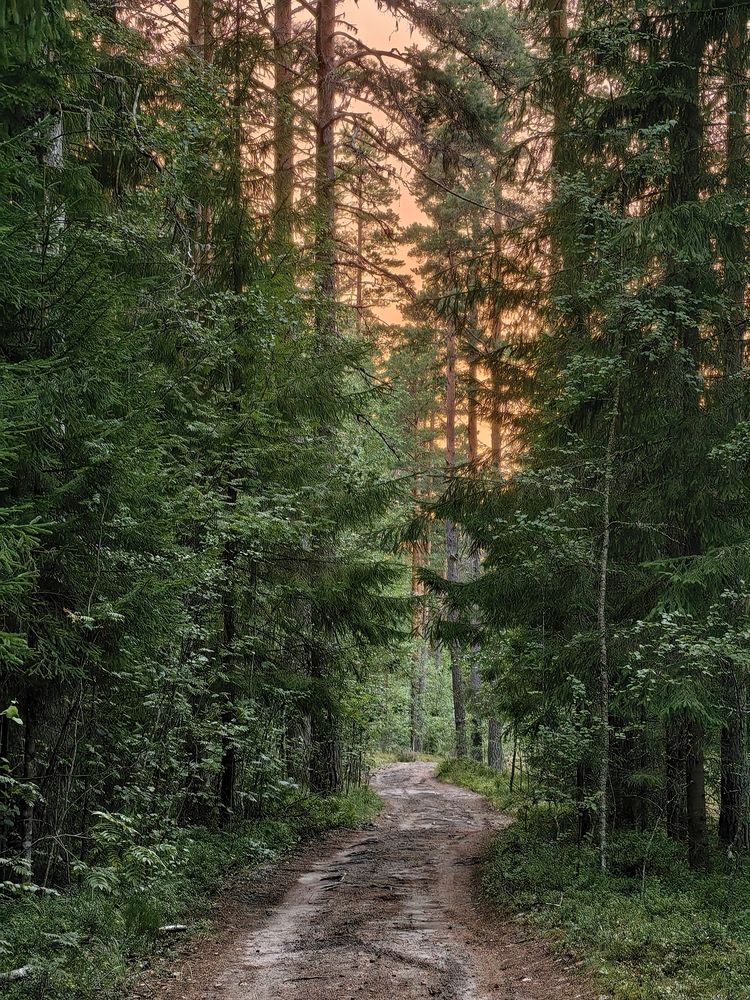 Forest path