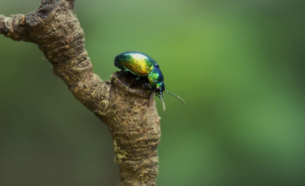 Photograph by Тараненко Анжелика