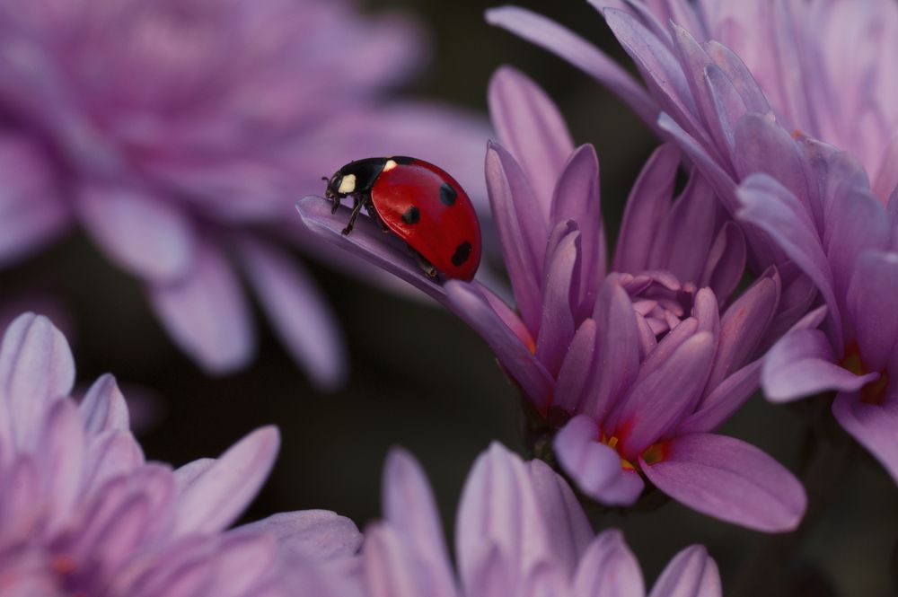 Photograph by Тараненко Анжелика