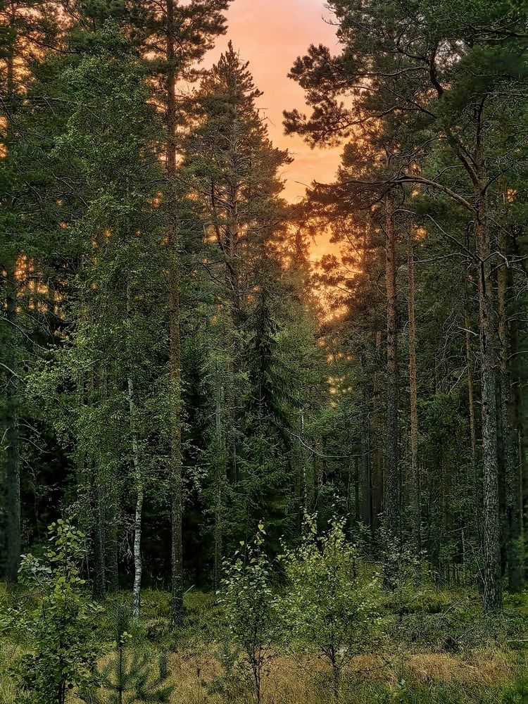 Sunset in the forest