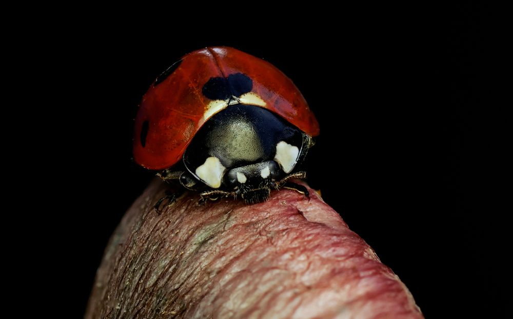 Photograph by Тараненко Анжелика