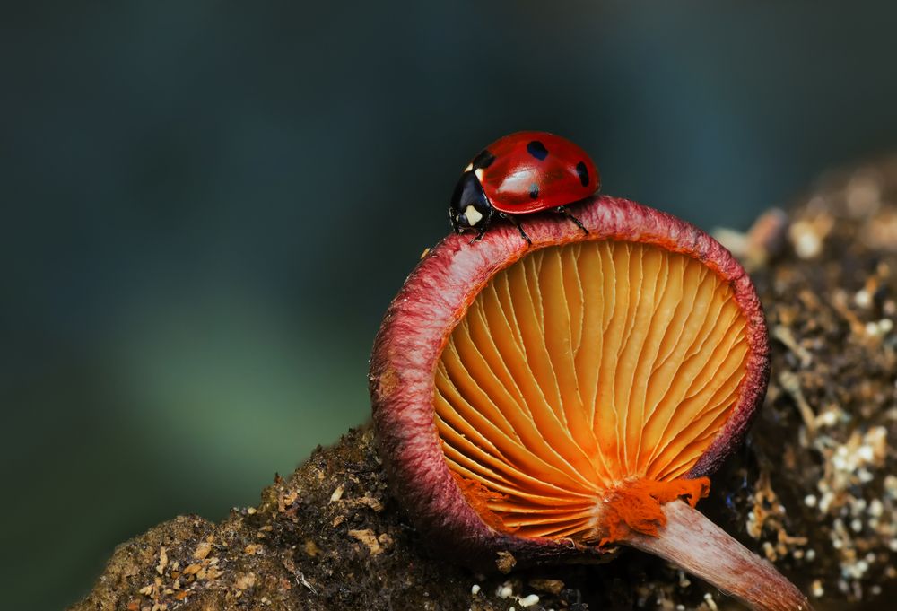 Photograph by Тараненко Анжелика