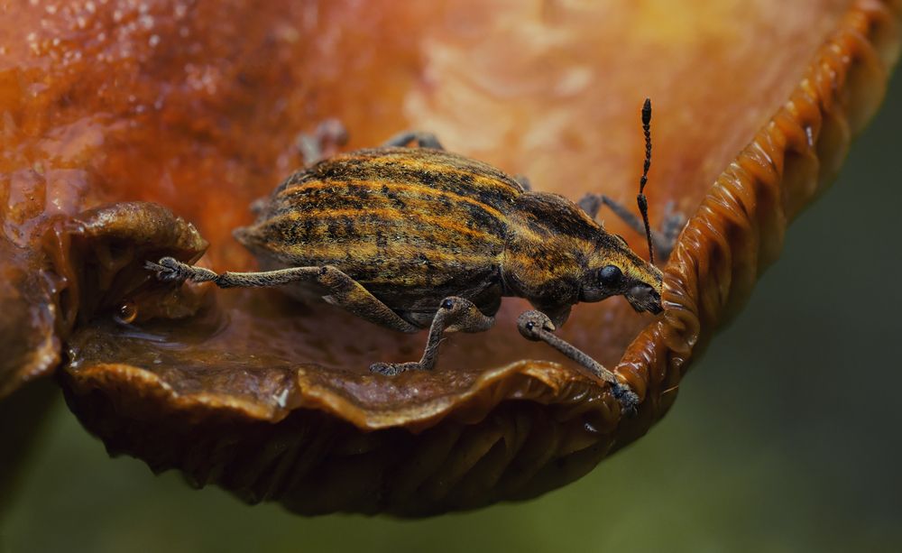 Photograph by Тараненко Анжелика