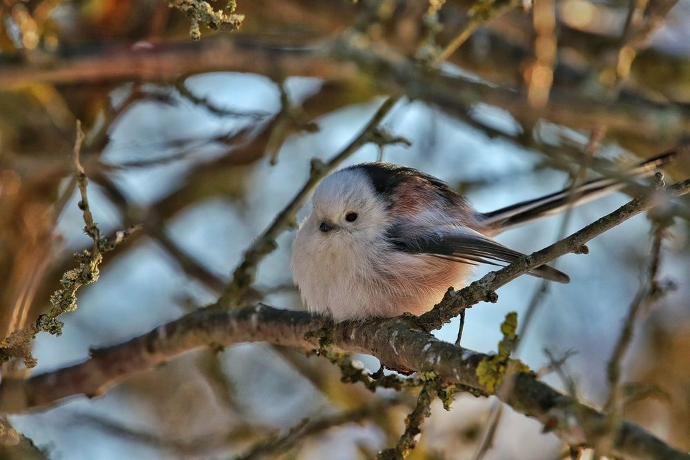 Фотография автора Роман Савин