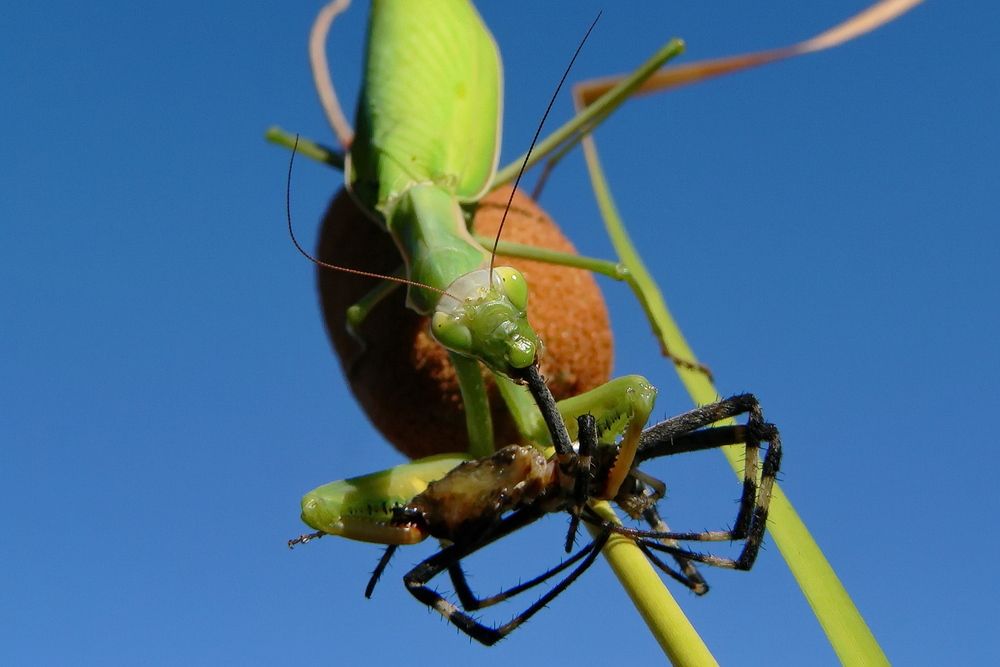 Фотография автора Александр Челмодеев