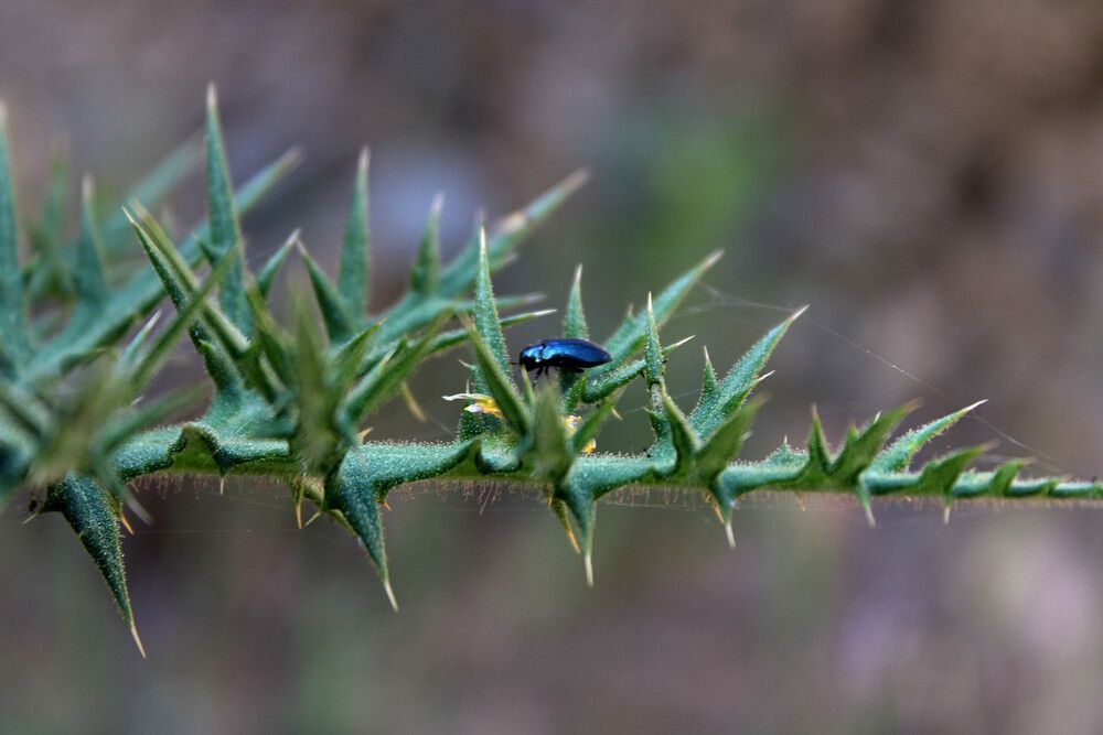 Colours in the forest.