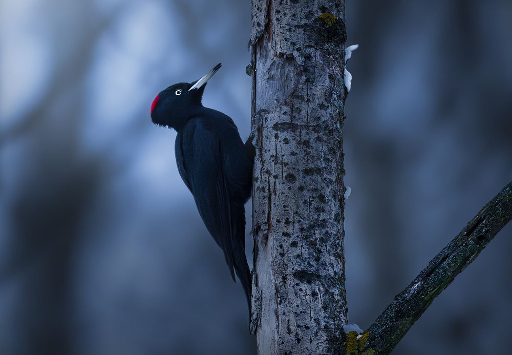 Photograph by Hajnal József