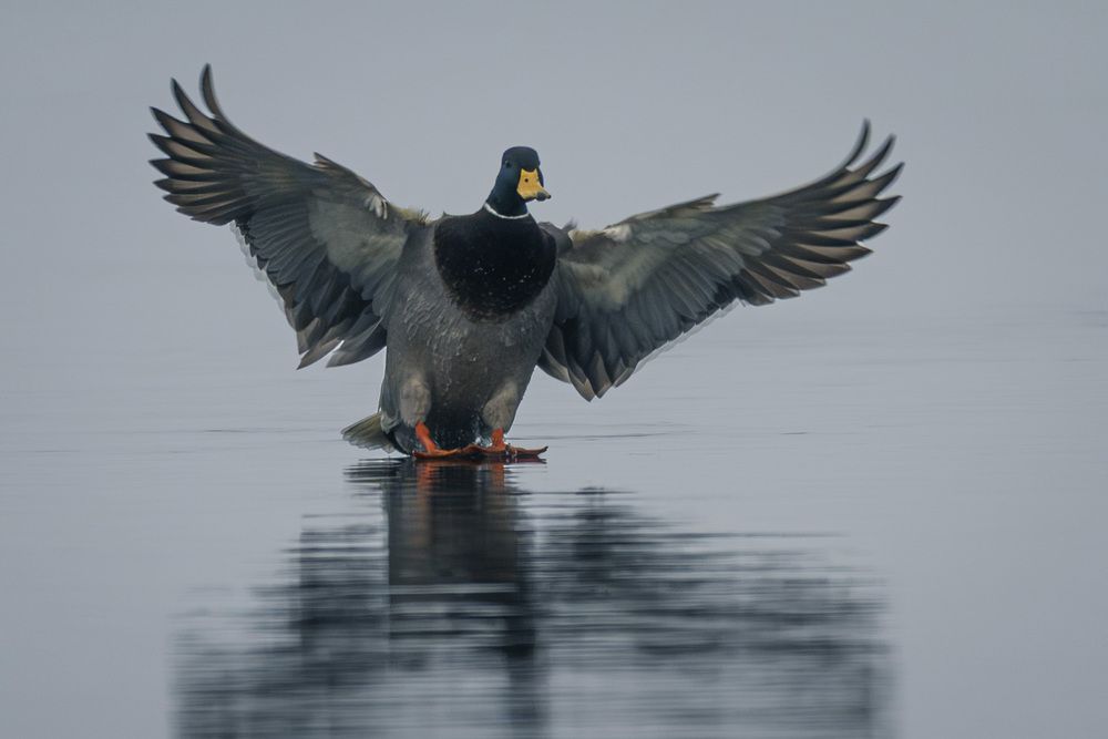 Photograph by Вячеслав Ладанов