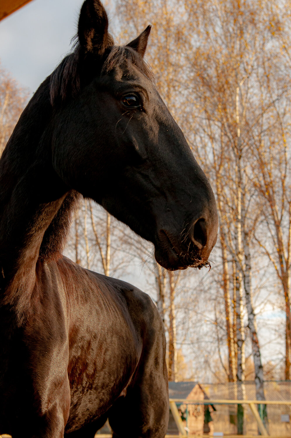 Photo #13197562
