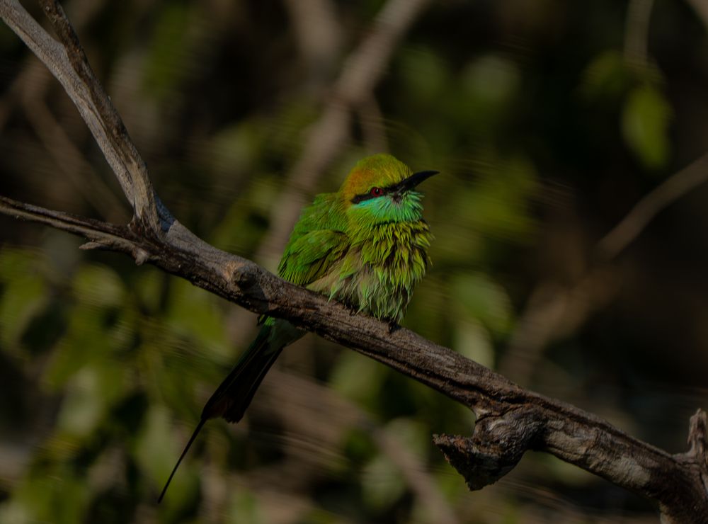 Photograph by Oshadha Priyankara