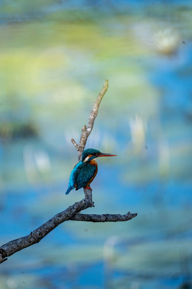 Photograph by Oshadha Priyankara