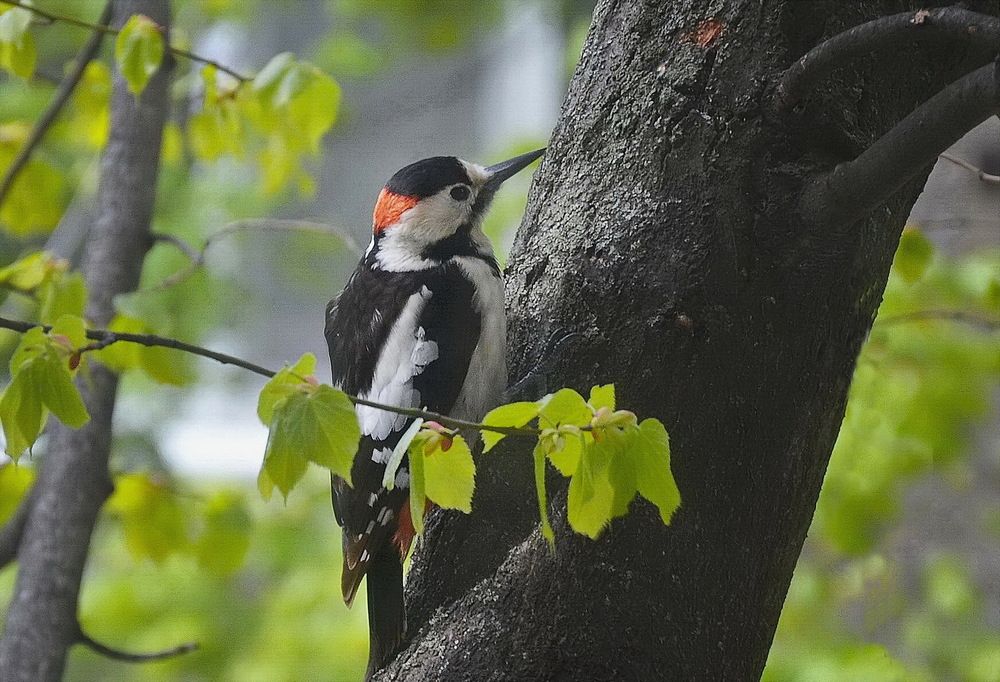 Photograph by ВЛАДИМИР Тертышник