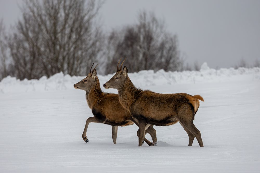 Photograph by Юлия Яковлева