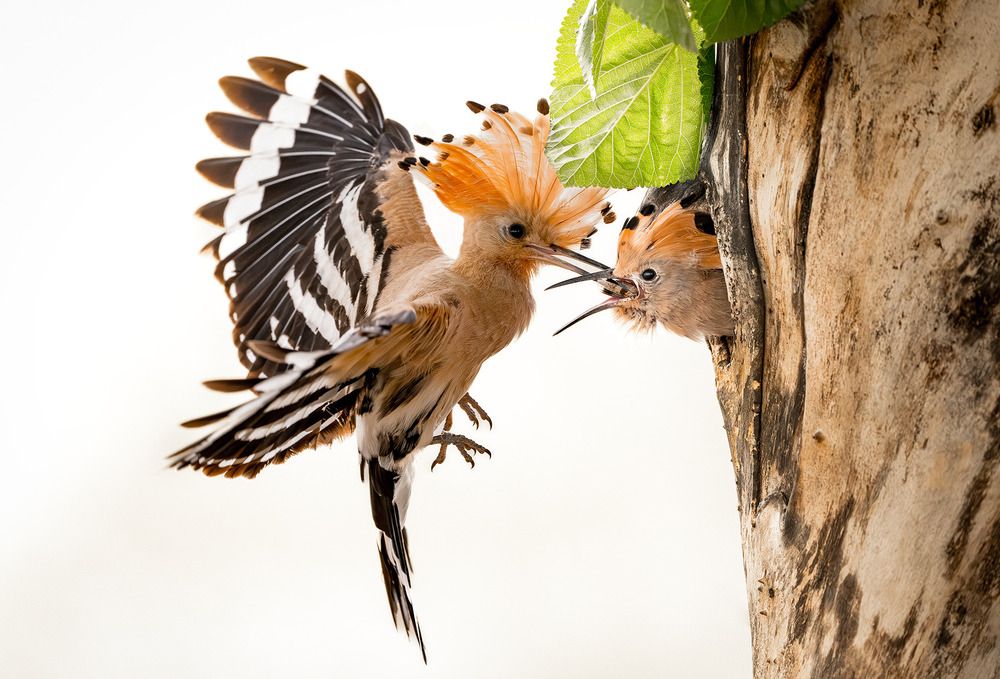 Photograph by Hajnal József