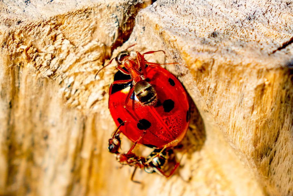 Photograph by Владимир Рогулькин