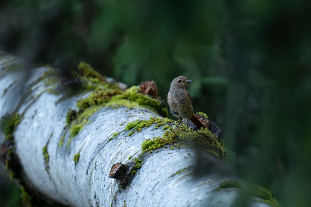 Photograph by Рыжков Юрий