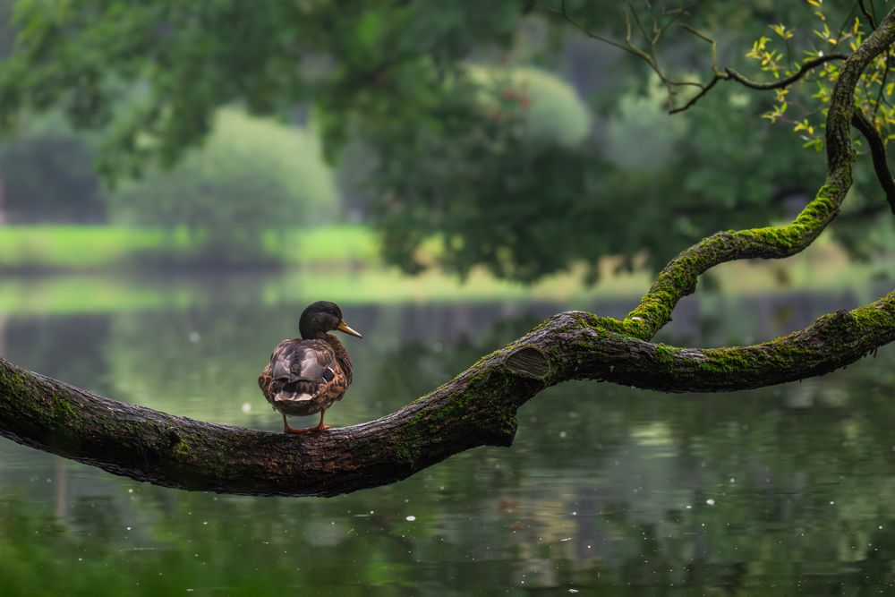 Photograph by Юрий Рыжков