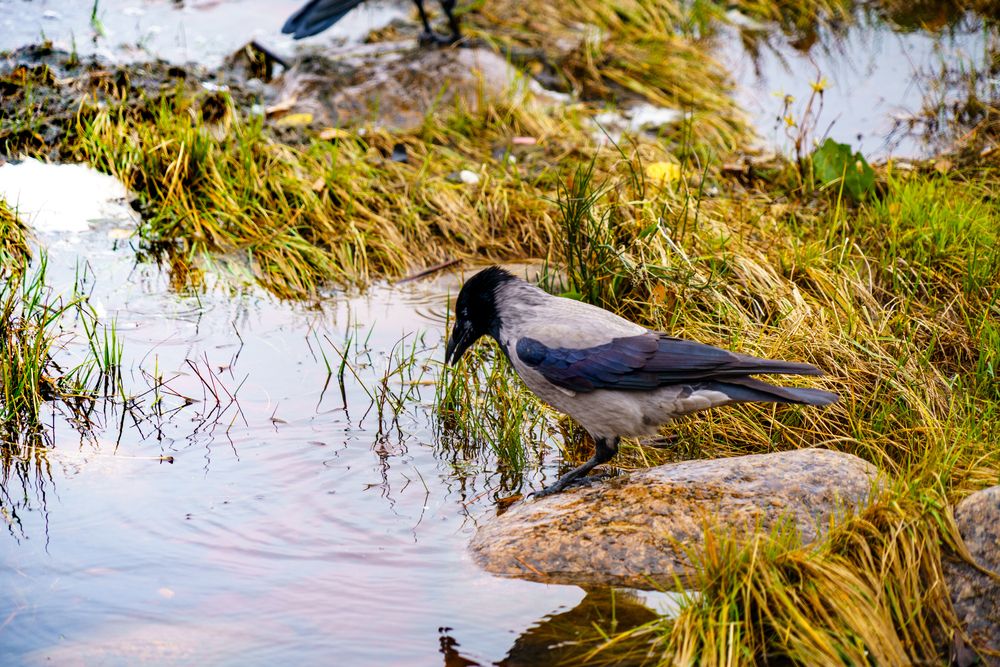 Photograph by Владимир Рогулькин