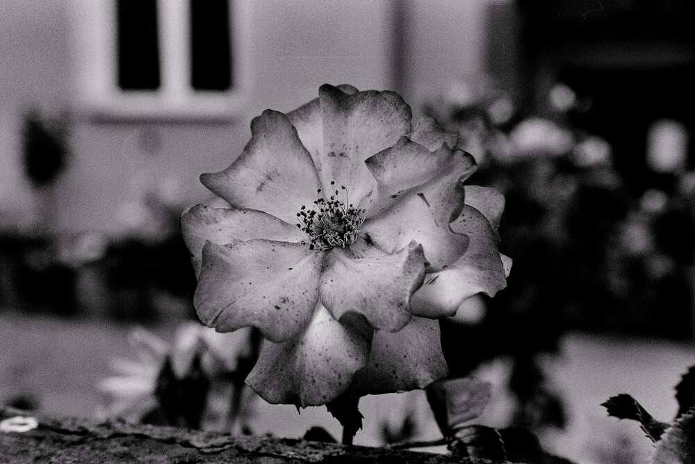 Flowers BW