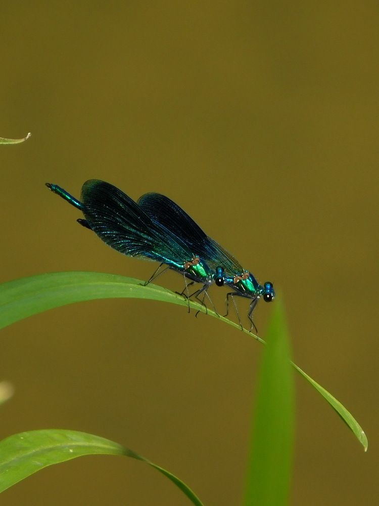 Photograph by Олеся Дейнеко