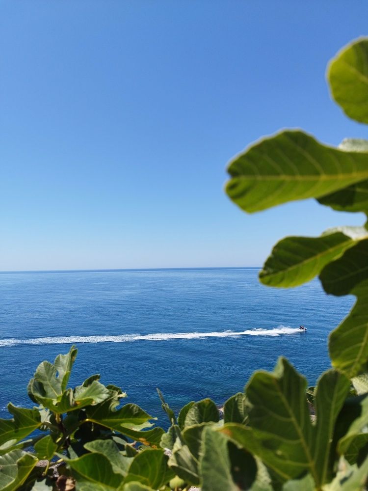 Фотография автора JELENA VASIC