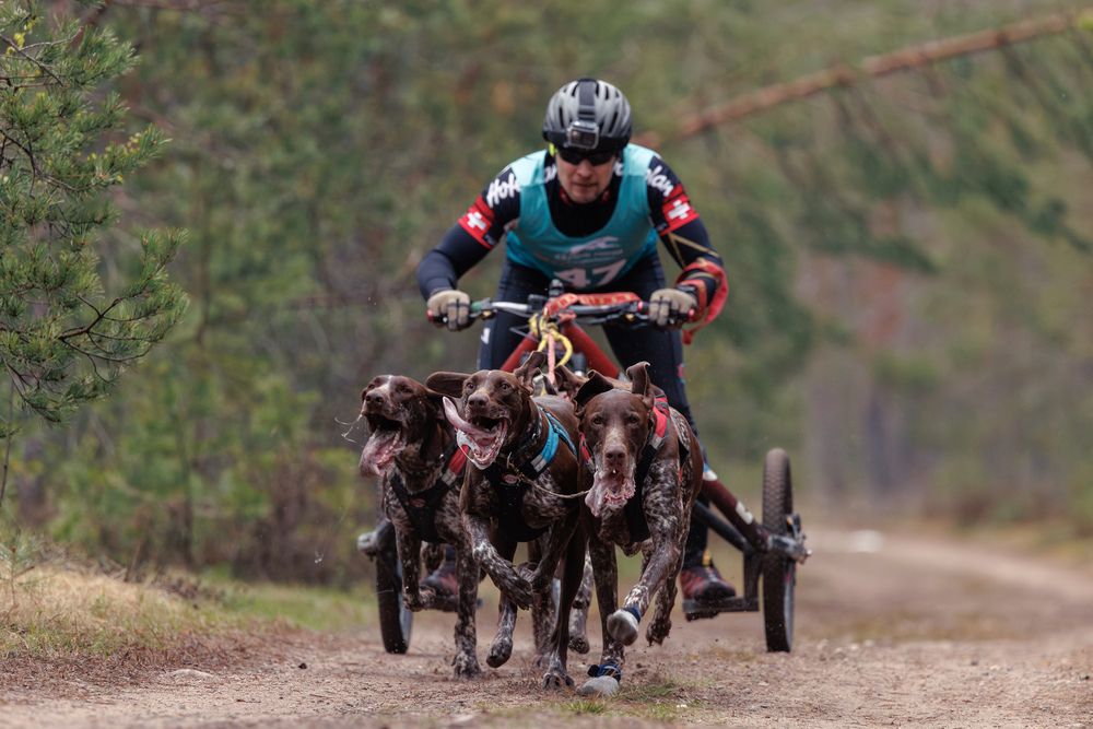 Змей Горыныч