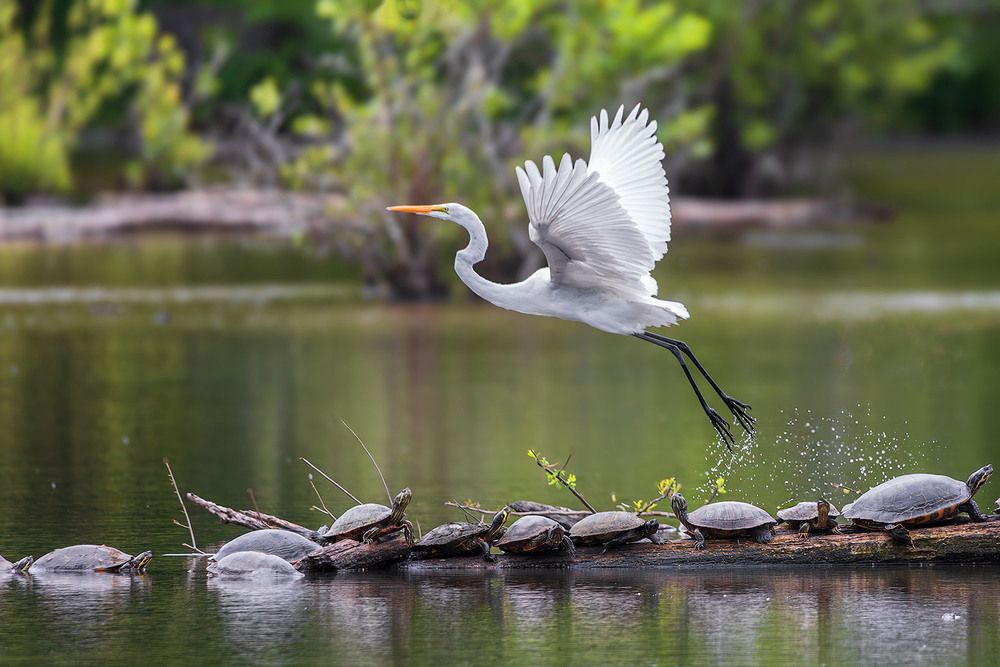 Photograph by Леонид Дьяченко