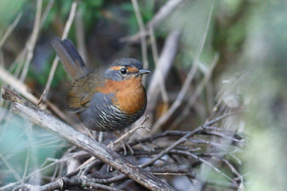 Photograph by Paula Torrent