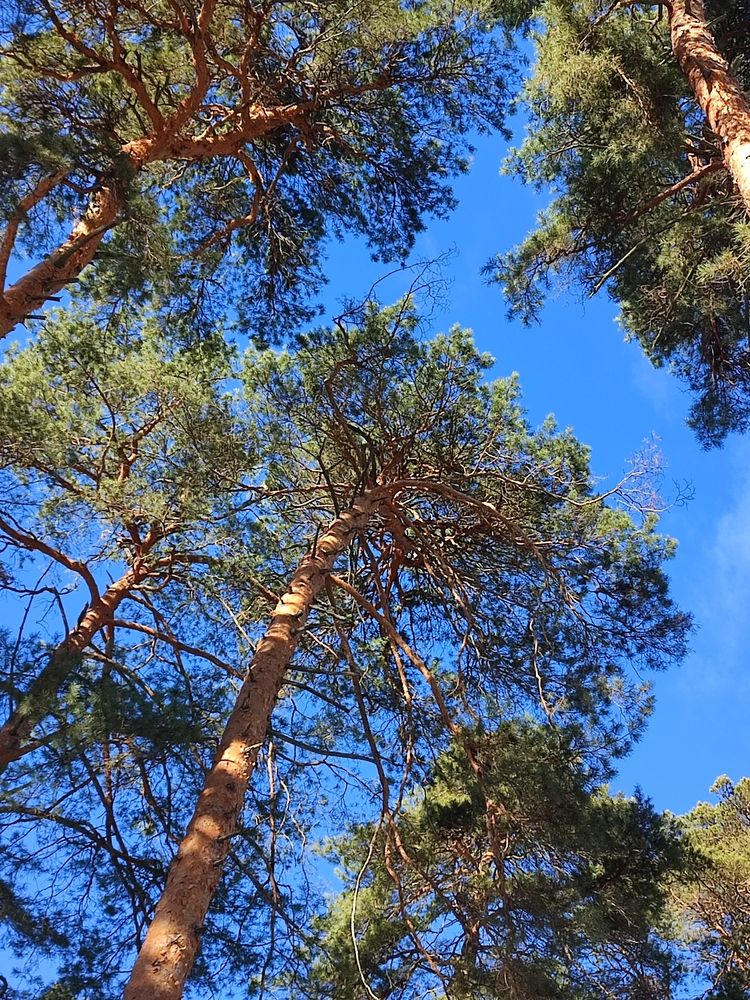 Photograph by Galina Novichkova