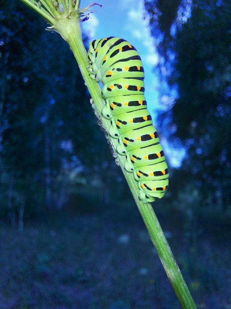 Photograph by Алена Марченко