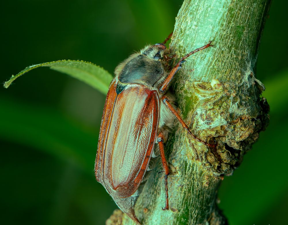 Photograph by Alexander Pakhomov