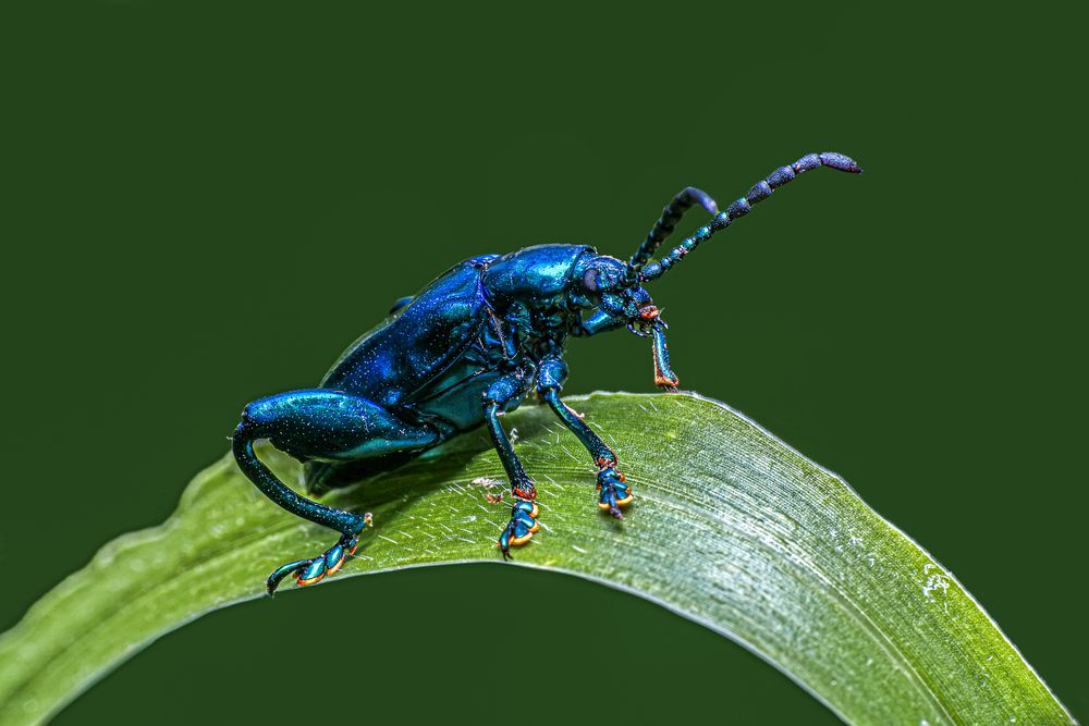 Photograph by NeCoTi ChonTin