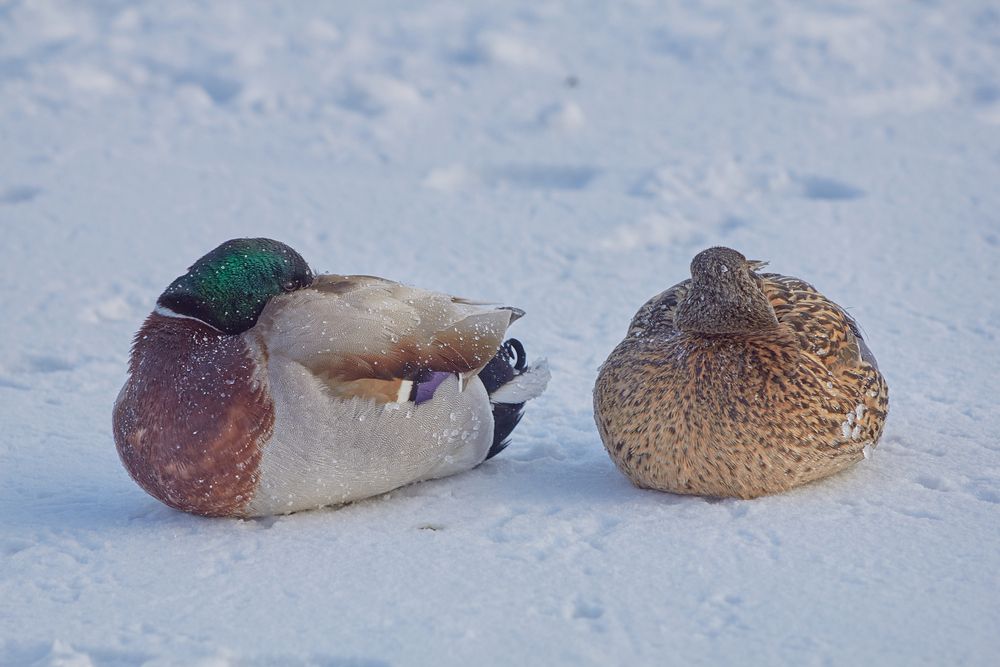 Photograph by Наталия Мащенко