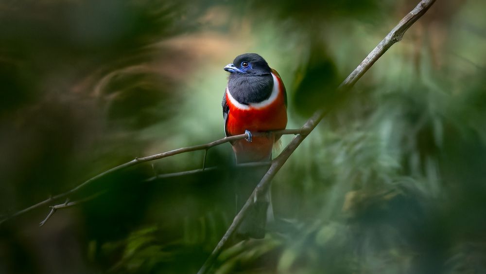 A Malabar Trogon peering through the jungle canopy