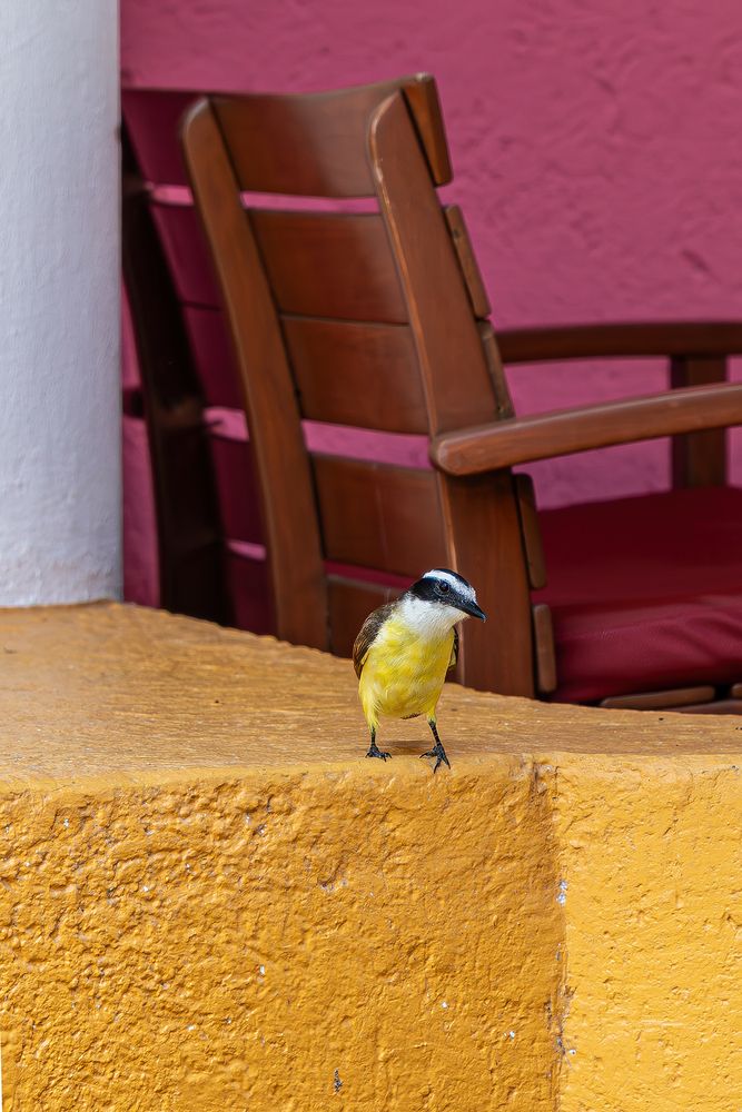 Большая питанга