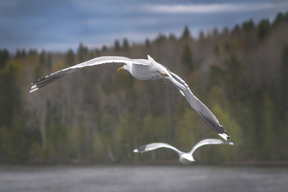 Photograph by Алла Андреева