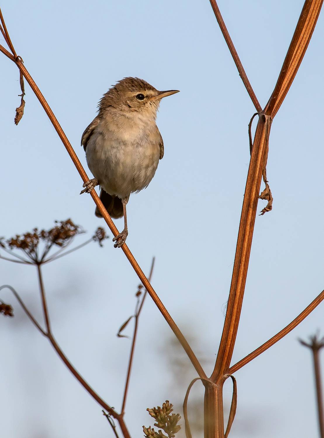 Северная бормотушка.