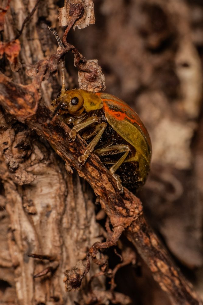 Фотография автора Shalini Jain