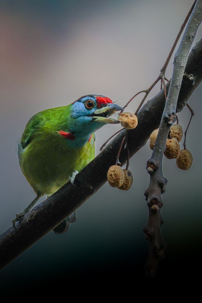 Фотография автора Shalini Jain